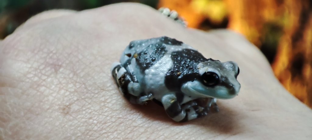Pets 3 Amazonian Milk Frog