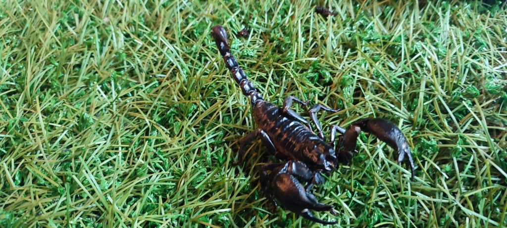Pets 5 Asian forest Scorpion