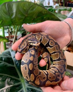 Royal Python 2 Royal python 1