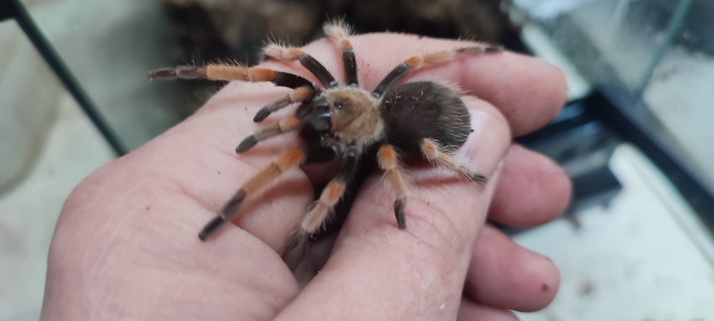 Pets 7 Mexican fireleg tarantula