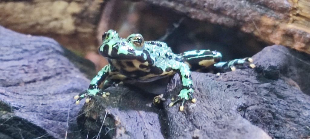 Oriental Fire Bellied Toads