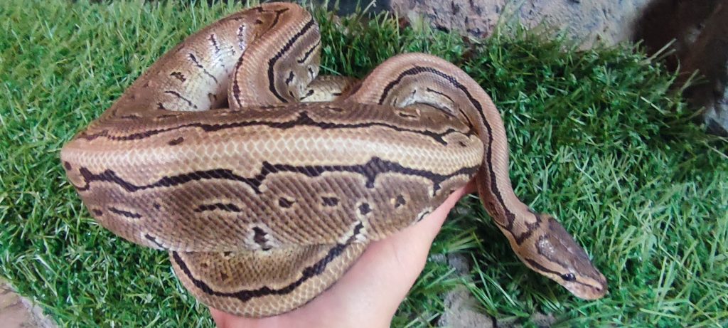 Pets 1 Royal Python - adult