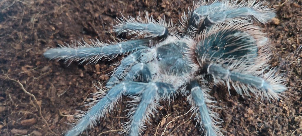 Pets 6 Salmon Pink Tarantula