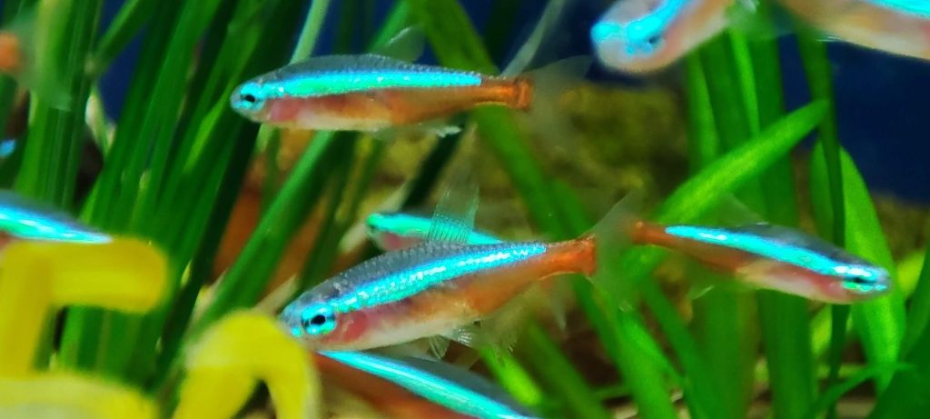 Cardinal Tetras