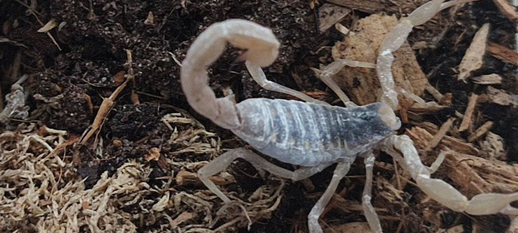 Desert Hairy Scorpion 1