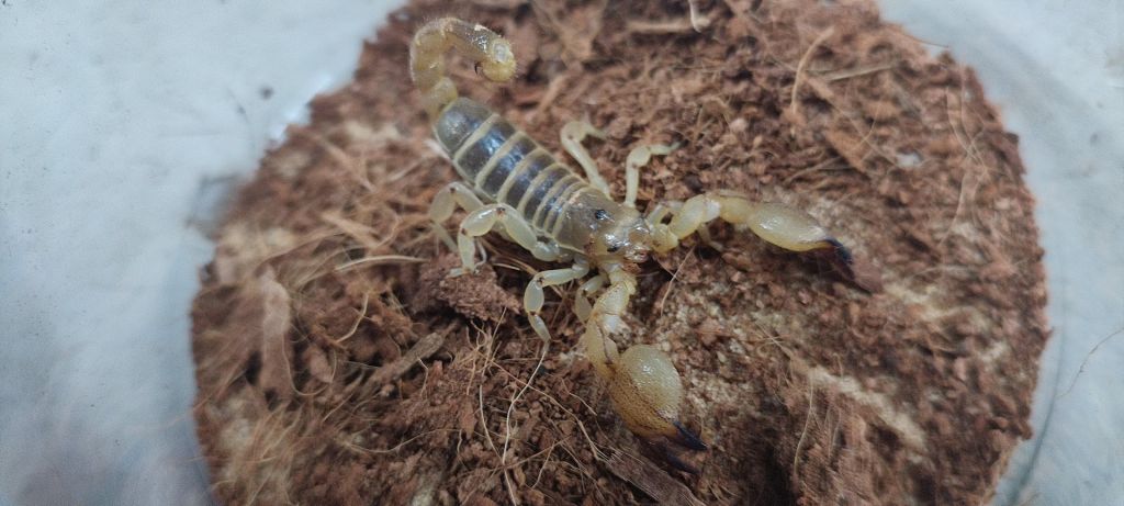 Golden Desert Scorpion