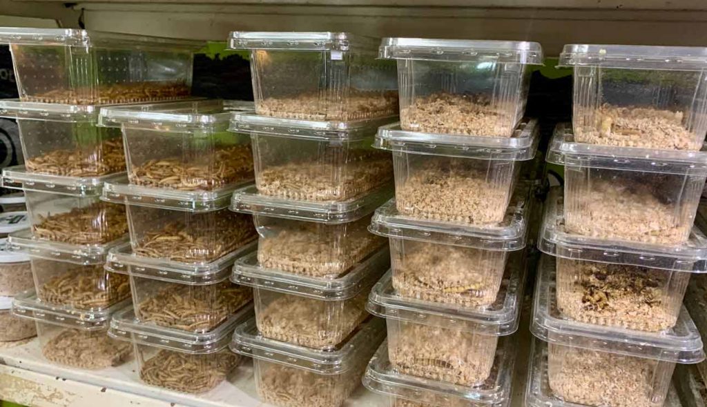 Meal Worms, Mario worms, Livefood