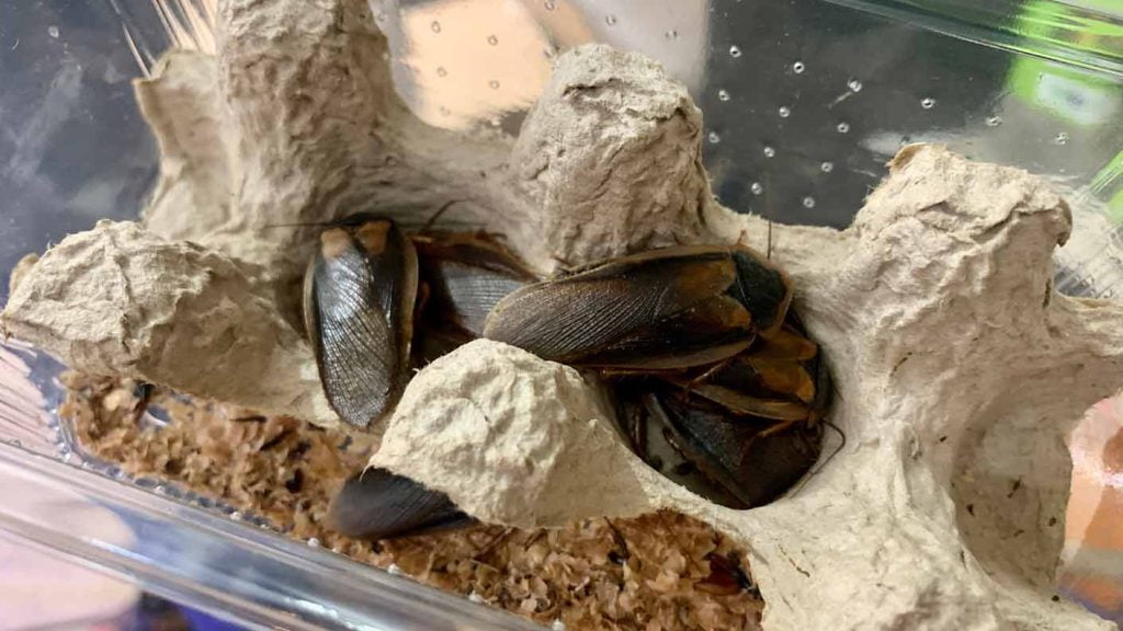 Dubia Roaches