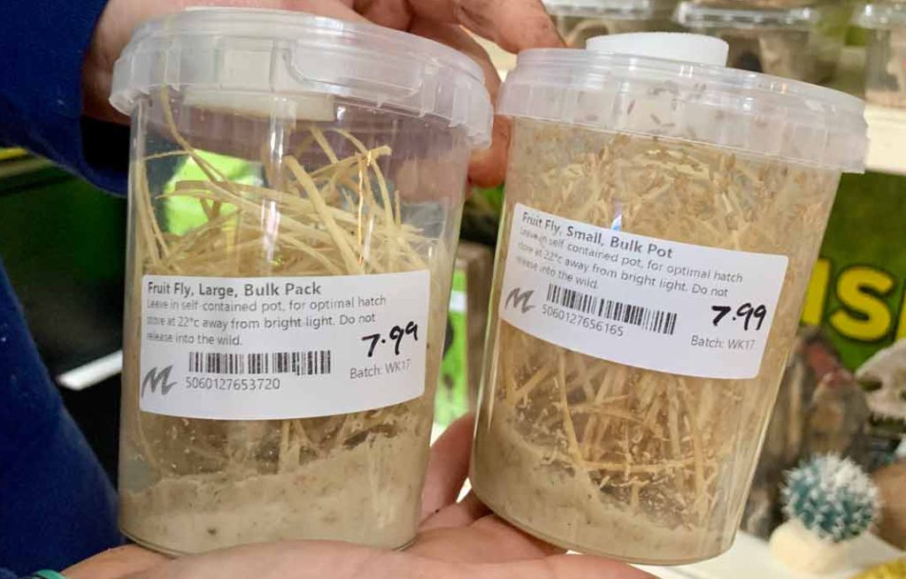 Fruit Flies- Live food