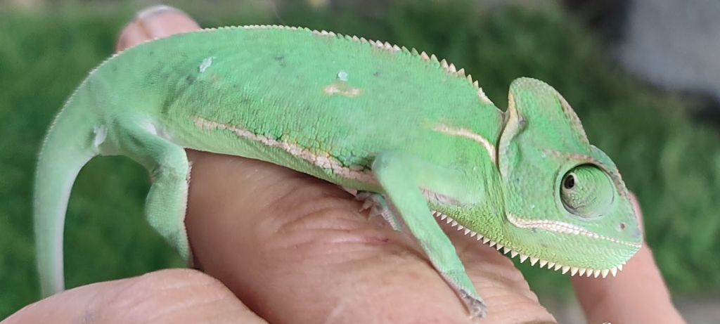 Yemen chameleon