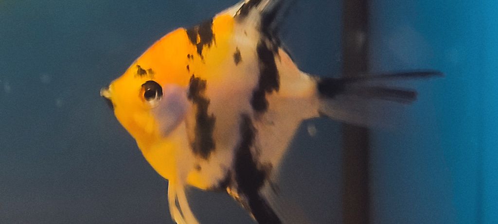 angelfish