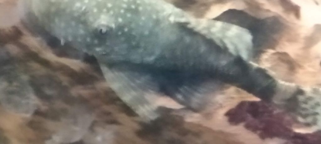 brittlenose pleco