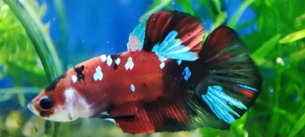 male betta