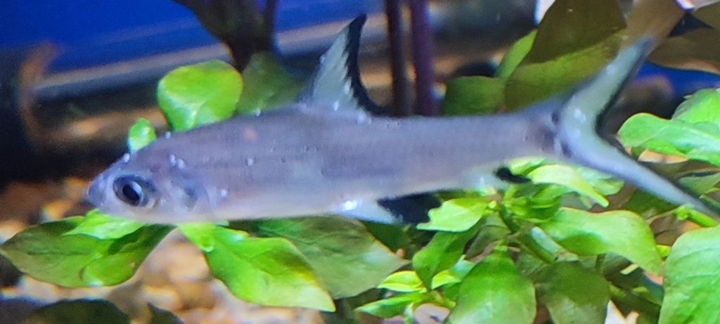 silver shark