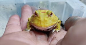 Pikachu Horned Frog
