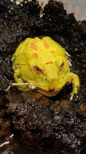 Pikachu Horned Frog