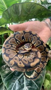 Royal Python 1 Royal python 2