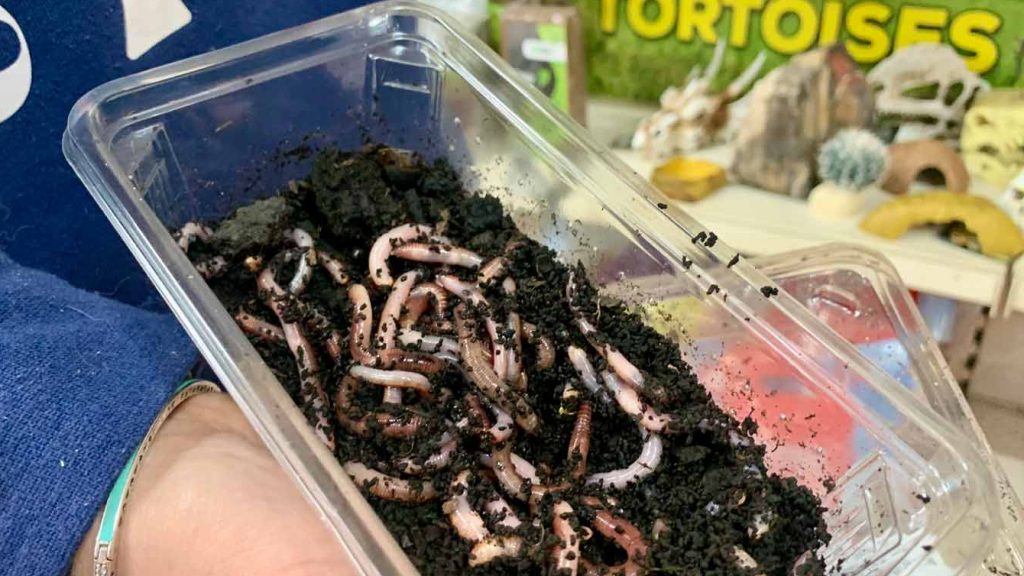 Earth Worms- Axolotl Food